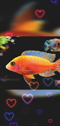 Get mesmerized by the vibrant and romantic phone live wallpaper featuring a lovely couple of fish