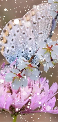 This live wallpaper features a beautifully detailed image of a blue and grey butterfly perched on top of a pink flower