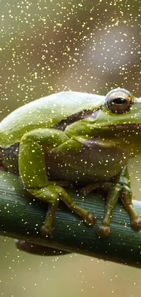 Liquid Frog Water Live Wallpaper