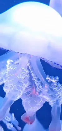 Liquid Jellyfish Azure Live Wallpaper