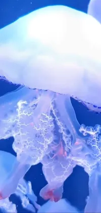 Liquid Jellyfish Azure Live Wallpaper