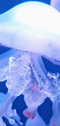 Liquid Jellyfish Light Live Wallpaper