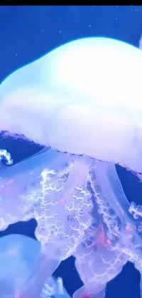 Liquid Jellyfish Light Live Wallpaper
