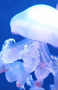 Liquid Jellyfish Marine Invertebrates Live Wallpaper