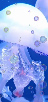 Liquid Marine Invertebrates Jellyfish Live Wallpaper