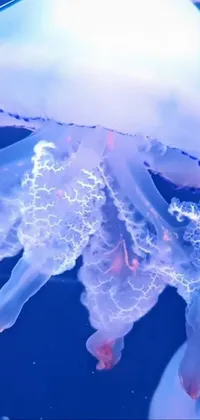 Liquid Marine Invertebrates Water Live Wallpaper