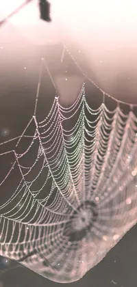 This live wallpaper features a spider web photographed in macro by shutterstock