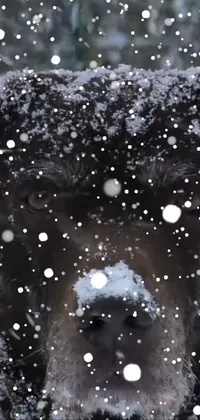This phone live wallpaper showcases a close-up of a black dog covered in snow for a beautiful winter landscape effect