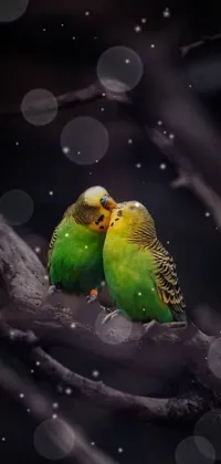 This phone live wallpaper depicts two green birds sitting on a tree branch