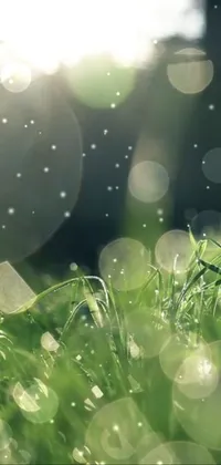 Liquid People In Nature Plant Live Wallpaper