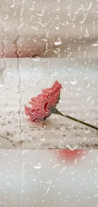 Introducing the red rose rain live wallpaper for phones
