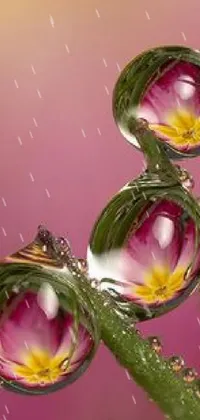 Liquid Plant Botany Live Wallpaper