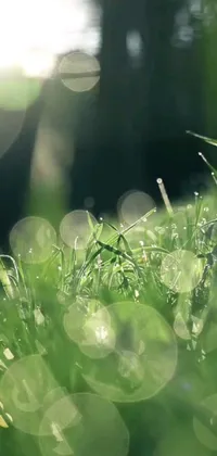 This phone live wallpaper features a close up shot of green grass with raindrops and the sun in the background