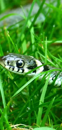 Enhance your phone background with this mesmerizing live wallpaper featuring a close-up of a snake in the grass