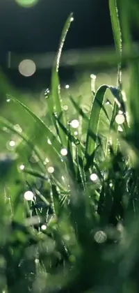This live wallpaper for your phone features a stunning close-up of grass blades adorned with glistening water droplets