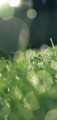 This phone live wallpaper depicts a beautiful close-up of glistening grass adorned with water droplets