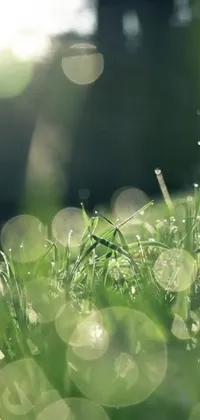 This phone live wallpaper showcases a detailed view of dew-covered grass blades, creating a soothing and refreshing nature scene