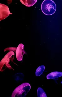 Liquid Purple Light Live Wallpaper