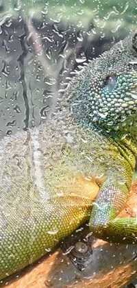 Liquid Reptile Water Live Wallpaper