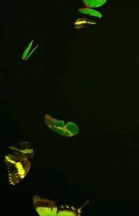 Liquid Terrestrial Plant Bioluminescence Live Wallpaper