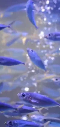 This live phone wallpaper depicts a group of fish swimming in a serene body of water