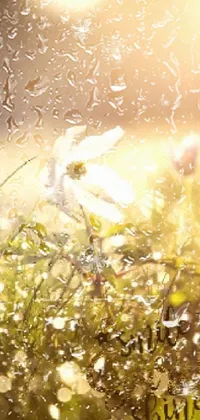 This cellphone background displays a bunch of flowers in a grassy field
