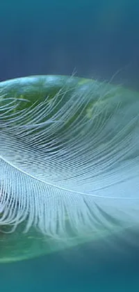 Liquid Water Feather Live Wallpaper