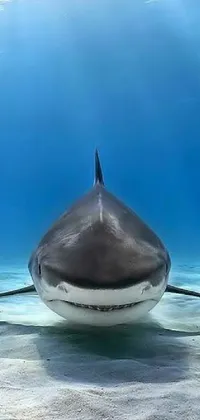 Immerse yourself in the beauty of nature with this stunning live phone wallpaper featuring a close-up shot of a shark in its underwater habitat