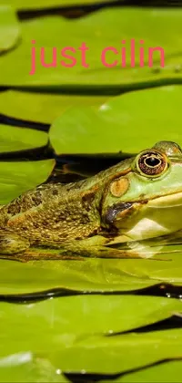 This live wallpaper for mobile phones features a realistic image of a green frog sitting on a lily pad next to a white flower