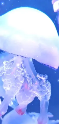 Liquid Water Jellyfish Live Wallpaper
