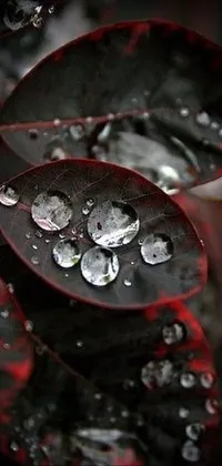 This live phone wallpaper features a mesmerizing close-up view of a water droplet-covered leaf