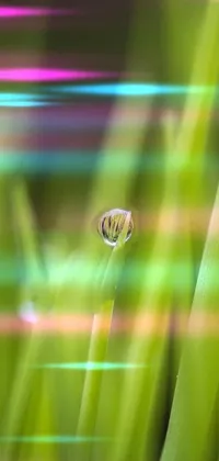 Bring the beauty of nature to your phone with this stunning grass and droplets live wallpaper