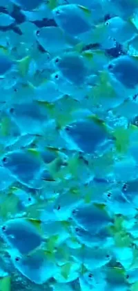 This ocean-themed live wallpaper showcases a mesmerizing video footage of a school of fish gliding effortlessly through the clear blue waters