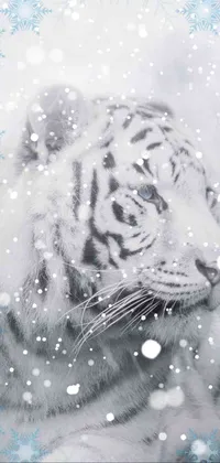 Looking for a mesmerizing phone live wallpaper? This black and white photo features a majestic white tiger set against a backdrop of magical white fog and only snow