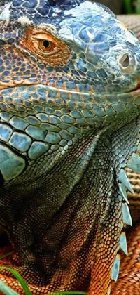 Lizard Reptile Blue Live Wallpaper