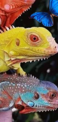 This is an engaging live wallpaper image for phones capturing a close-up view of a beautifully colorful lizard sitting on a finger and gazing directly at the camera