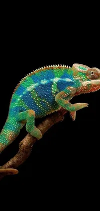 This live wallpaper features a colorful chamelon sitting on a branch in front of a black background