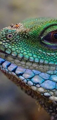 Bring a touch of the wild to your mobile device with this stunning, photorealistic lizard live wallpaper
