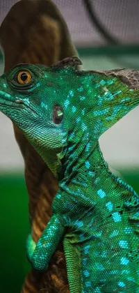 Lizard Reptile Electric Blue Live Wallpaper