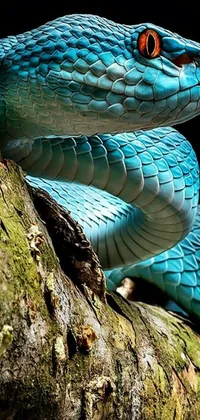 Transform your phone's screen with this hypnotic live wallpaper featuring a blue serpent perched on a tree branch