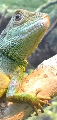 Lizard Reptile Green Live Wallpaper