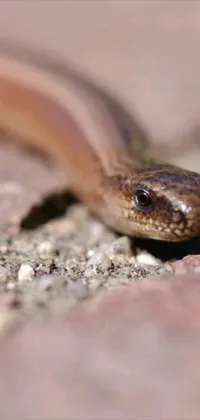 This phone live wallpaper showcases a close up of a lizard on a rock, captured in macro