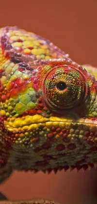 Are you ready to add a touch of nature to your smartphone? Check out this live wallpaper featuring a colorful chameleon up close! The image captures every detail of the chameleon's red and green scales, with its spiral-shaped eyes adding an extra pop of color