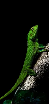 Enhance your mobile phone's screen with a stunning live wallpaper of a green lizard perched on a tree branch