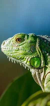 Lizard Reptile Organism Live Wallpaper
