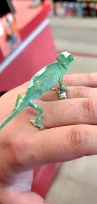 This phone live wallpaper showcases a mesmerizing image of a lizard named Reddit, held by a hand