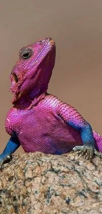 Lizard Reptile Purple Live Wallpaper