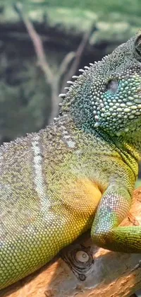 Lizard Reptile Racy Live Wallpaper