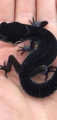 This phone live wallpaper showcases a charming stipple, also known as a salamander