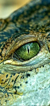 This live wallpaper showcases a striking close-up of an alligator's eye in Sumatra